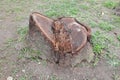 Closeup of a mango tree stump. Royalty Free Stock Photo