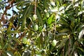 Closeup of Mangoes hanging