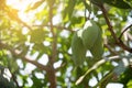 Mangoes on mango tree.