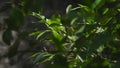 Closeup mangrove tree in forest. Mangrove tree leaves blowed by wind. Nature and environment concept