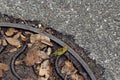 Wet sewer manhole with yellow leaves on the pavement