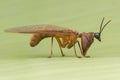 Closeup mantid fly on green leaf