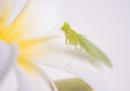 Closeup mantis, grasshopper, insect