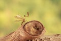 Closeup mantispa on driftwood in desert