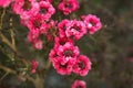 Closeup of Manuka myrtle or Leptospermum scoparium or New Zealand tea tree Royalty Free Stock Photo