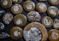 Closeup of many ammonite prehistoric fossil.Archeology and paleontology concept