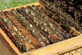 Busy bees in the beekeeping hives