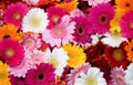 Closeup of many colorful gerberas Royalty Free Stock Photo