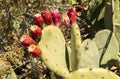 Closeup Many Edible Yummy Prickly Pear Cactus, Opuntia. Exotic Flavorful Fruit And Showy