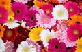 Closeup of many gerbera flowers Royalty Free Stock Photo