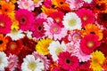 Closeup of many gerbera flowers Royalty Free Stock Photo