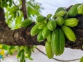 closeup many green fruits on the tree