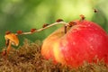 Closeup many little ladybugs moves on a branch from mushroom on apple on green background to fly away. Animal humor. Royalty Free Stock Photo