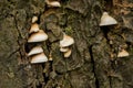 Oysterling mushrooms growing on a tree - Crepidotus Royalty Free Stock Photo