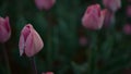 Closeup many pink flowers outdoors. Tulip buds on emerald leaves background. Royalty Free Stock Photo