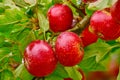 Closeup of many red apples growing on apple tree branch in summer with copyspace. Fruit hanging from an orchard farm Royalty Free Stock Photo