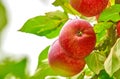Closeup of many red apples growing on an apple tree branch in summer with copyspace. Fruit hanging from an orchard farm Royalty Free Stock Photo