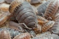 Many rough woodlouses, Porcellio scaber on wood Royalty Free Stock Photo