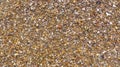 Closeup of many small clams, pebbles and snail shells on the seabed