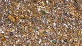 Closeup of many small clams, pebbles and snail shells on the seabed