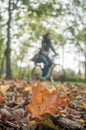 Maple leaves on the floor with blurred woman in bicyc