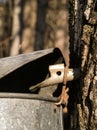 Maple sugar tap in tree Royalty Free Stock Photo