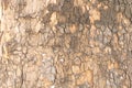 Closeup of maple tree bark - perfect for background Royalty Free Stock Photo