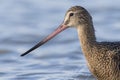 Closeup of a Marbled Godwit - Florida