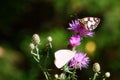 Closeup of a marbled white butterfly on a thistle Royalty Free Stock Photo