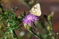 Closeup of a marbled white butterfly on a thistle Royalty Free Stock Photo