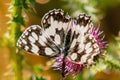 Marbled white butterfly on a thistle in a field under the sunlight with a blurry background Royalty Free Stock Photo