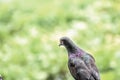 Closeup marcro colorful bird pigeon hold on a handrail Royalty Free Stock Photo