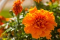Closeup of a Marigold flower