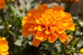 Closeup of a Marigold flower