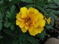 Closeup of the Marigold. Tagetes, the genus of plants in the sunflower family Asteraceae.