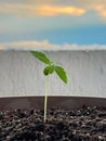 Closeup of Marijuana plant in pot. Cannabis vegetation