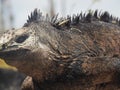 Closeup of a marine iguana outdoors during daylight Royalty Free Stock Photo