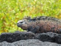 Closeup of a marine iguana on a rock during daylight Royalty Free Stock Photo