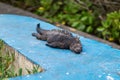 Closeup of a marine iguana sleeping on the blue-painted surface Royalty Free Stock Photo