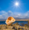 Closeup marine shell lie on stone near a sea bay