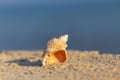 Closeup marine shell on sandy sea beach