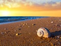 Closeup marine shell on sandy sea beach at the dramatic sunset