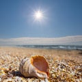 Closeup marine shell on a sea coast