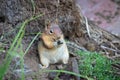 Closeup of a Marmotini (Ground squirrel) eating something holding with its tiny hands