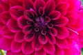 Closeup of maroon pink dahlia flower