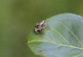 Closeup of a Marpissa muscosa on a leaf under the sunlight with a blurry background