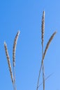 Closeup of marram grass or beachgrass (Ammophila arenaria)