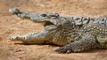 Closeup of marsh Crocodiles