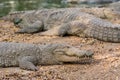 Closeup of marsh Crocodiles at nature reserve area in the Nehru Zoological Park, Hyderabad, India