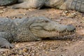 Closeup of marsh Crocodiles at nature reserve area in the Nehru Zoological Park, Hyderabad, India